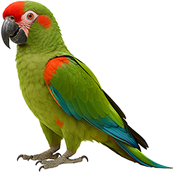 Red-fronted Macaw